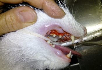 Gengivite - gatto con sanguinamento attivo da infiammazione gengivale 